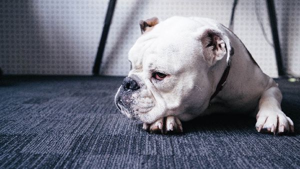 Dog groomer working on a dog