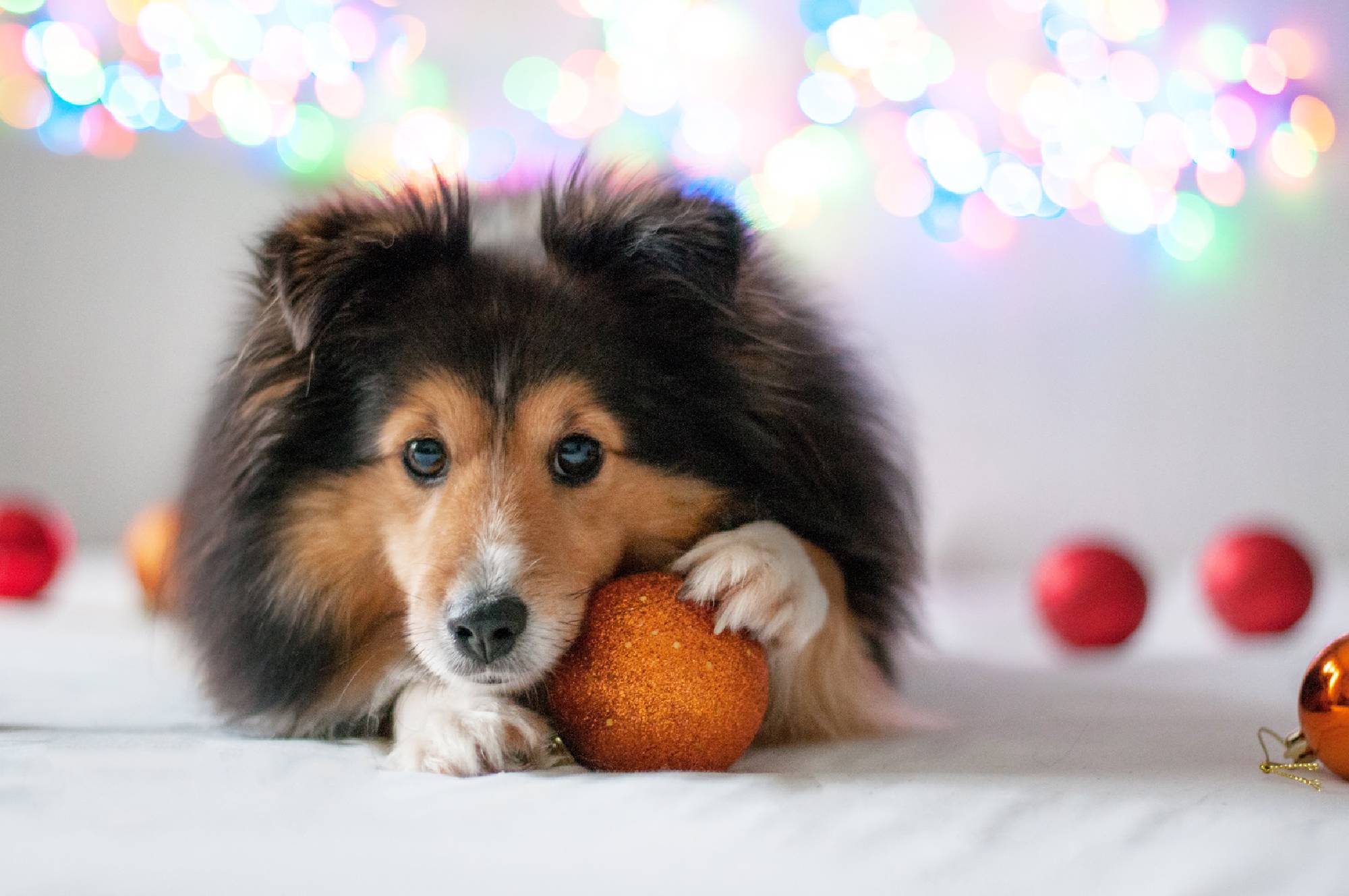 Pet groomer working with dog